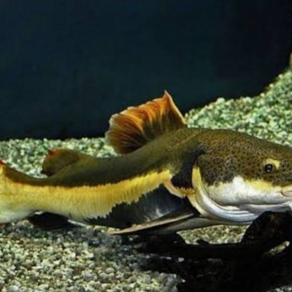 rtc catt fish berkualitas 10-13cm
