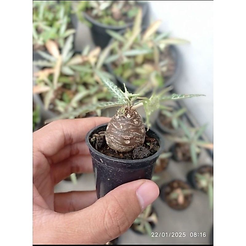 Dorstenia Lancifolia (CAUDEX)