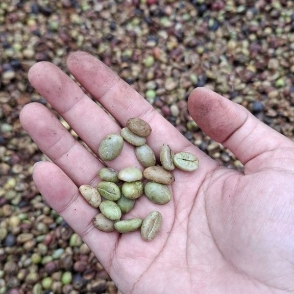 Biji Kopi Mentah Murah