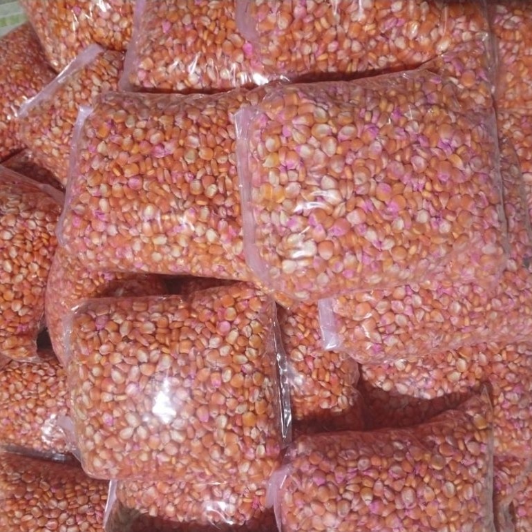 benih jagung sumo perkasa f2 siap tanam [1kg]