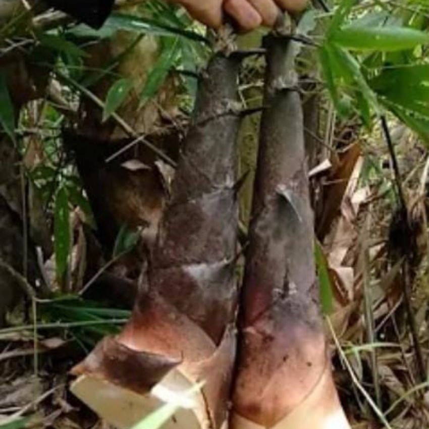 Rebung Bambu / Bambu muda / Rebung Sayur iwung segar dari hutan