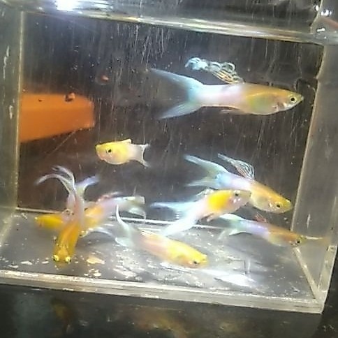 pemanis aquarium. Endler Blue Japan Double Sword Paket 6e – Grade A Super Color Import Quality