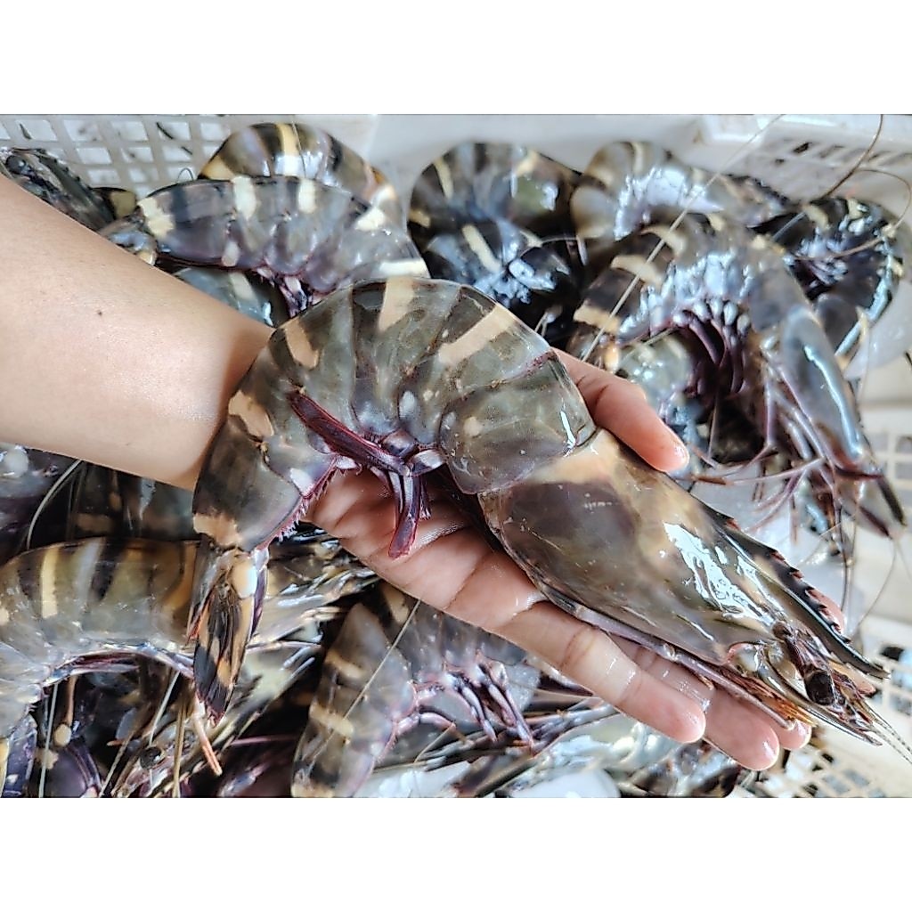 UDANG WINDU LAUT SUPER BESAR