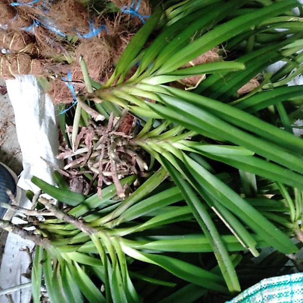 ANGGREK RETUSA BUNGA HARUM - BUNGA MELENGKUNG DAN WANGI