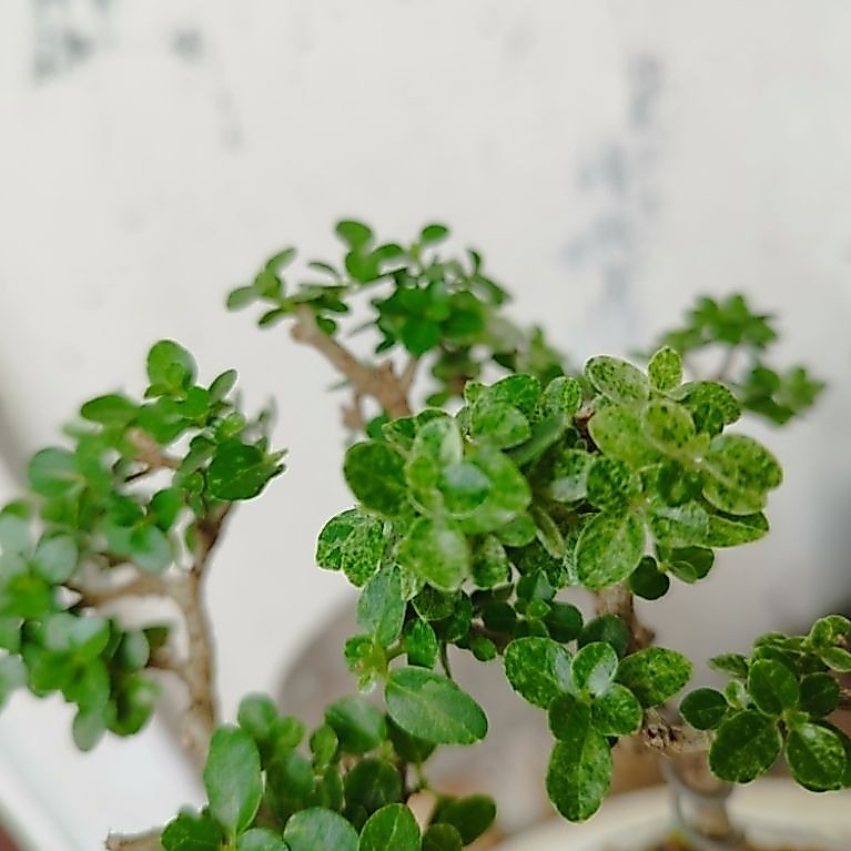 Bonsai Sancang Varigata
