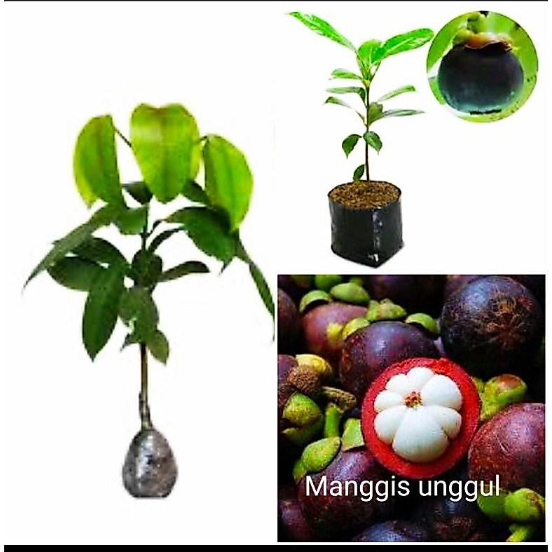 Bibit manggis super