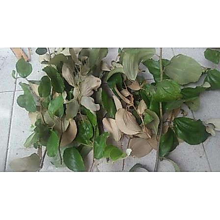 Entres / Batang Segar / Cutting Apel India atau Putsa