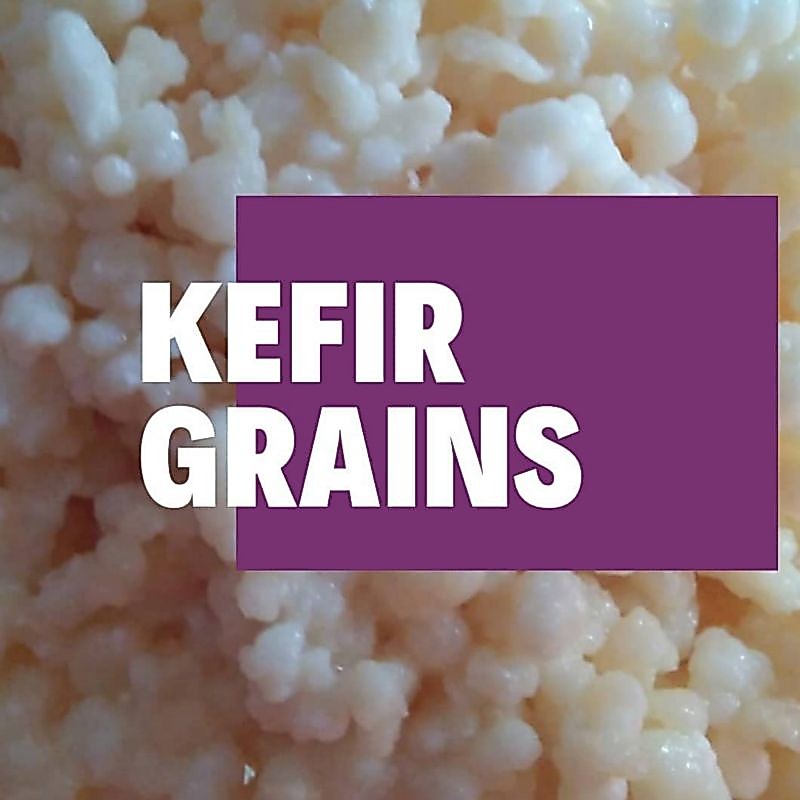 KEFIR GRAINS ASLI GARANSI | STARTER KEFIR | BIBIT KEFIR MURAH BERKUALITAS | FREE KONSULTASI CARA PEM