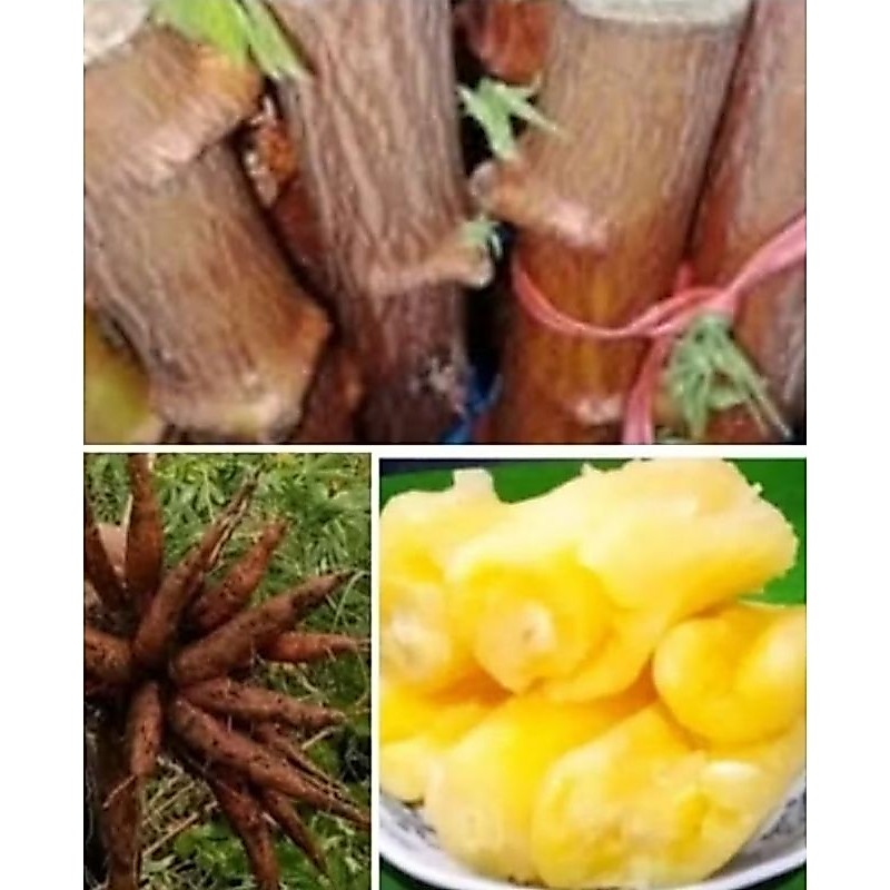 Bibit stek Singkong kuning Singkong tape