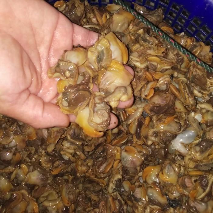 KERANG BULU KUPAS 1KG [TERBARU[TERLARIS[ORIGINAL[ASLI]