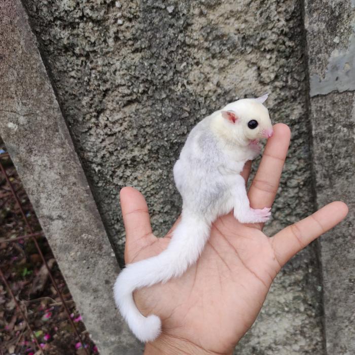 sugar glider platmosa betina