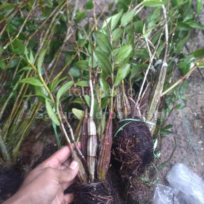 anggrek merpati dewasa sudah knop 1 rumpun