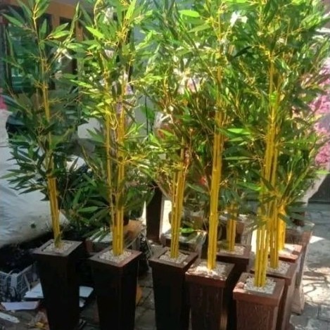 Bambu kuning hias pohon bambu kuning siap tanam