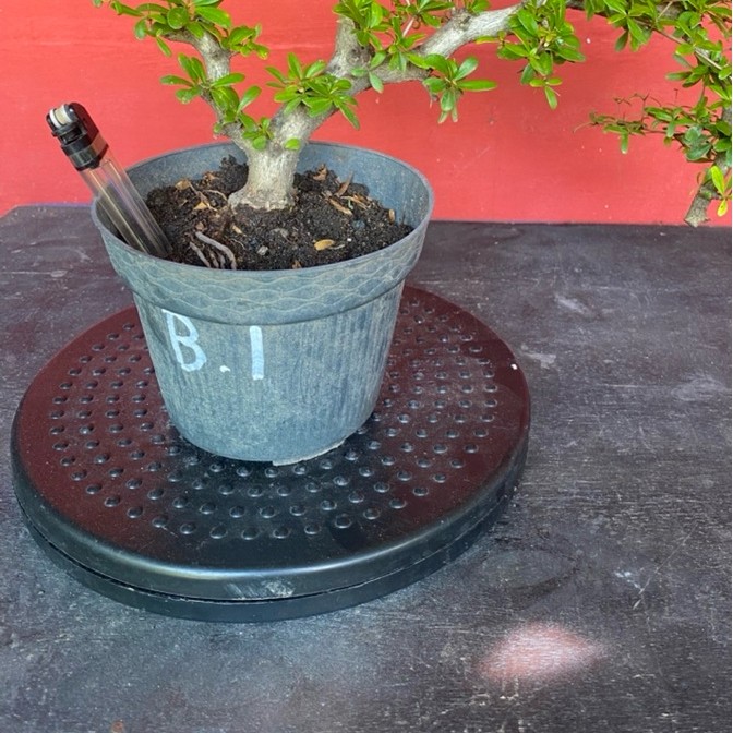 Bahan bonsai black olive B1