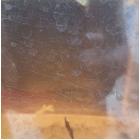 mainan anak guppy YTKC ALBINO pair