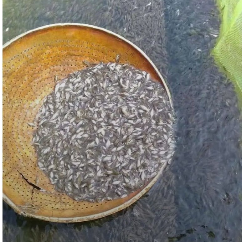 bibit ikan larva nila ukuran 0-6 -1hitam nirwana.. GIF..Gesit .isi 400 ekor
