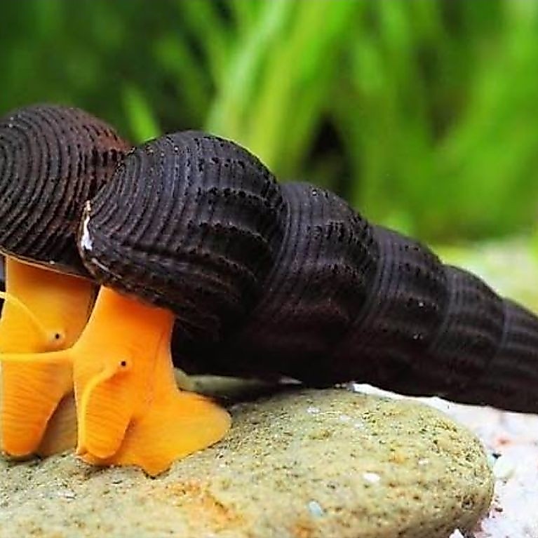 orange poso snail, keong rabbit orange asal sulawesi