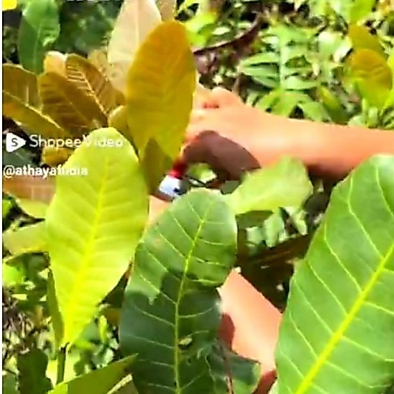 daun jambu mede