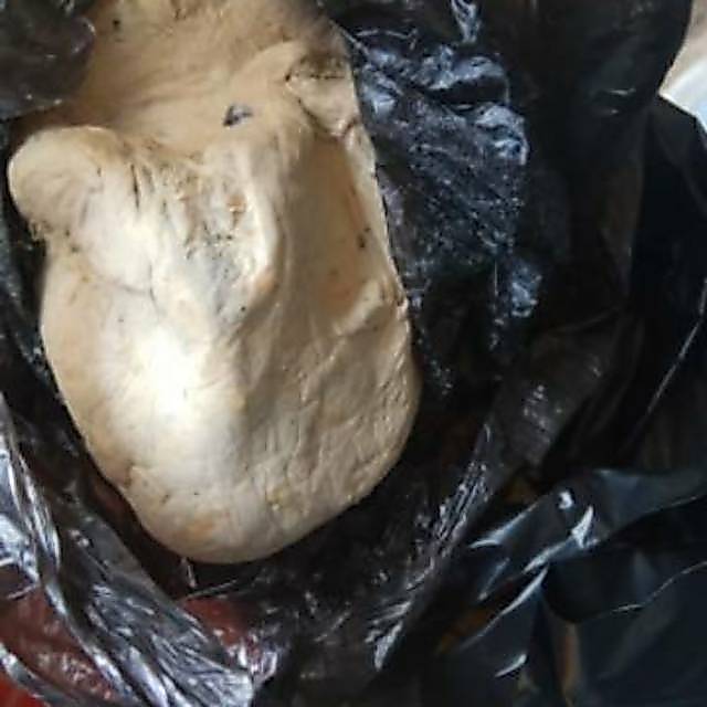 Kucur umpan baung - uyup umpan baung dan lele