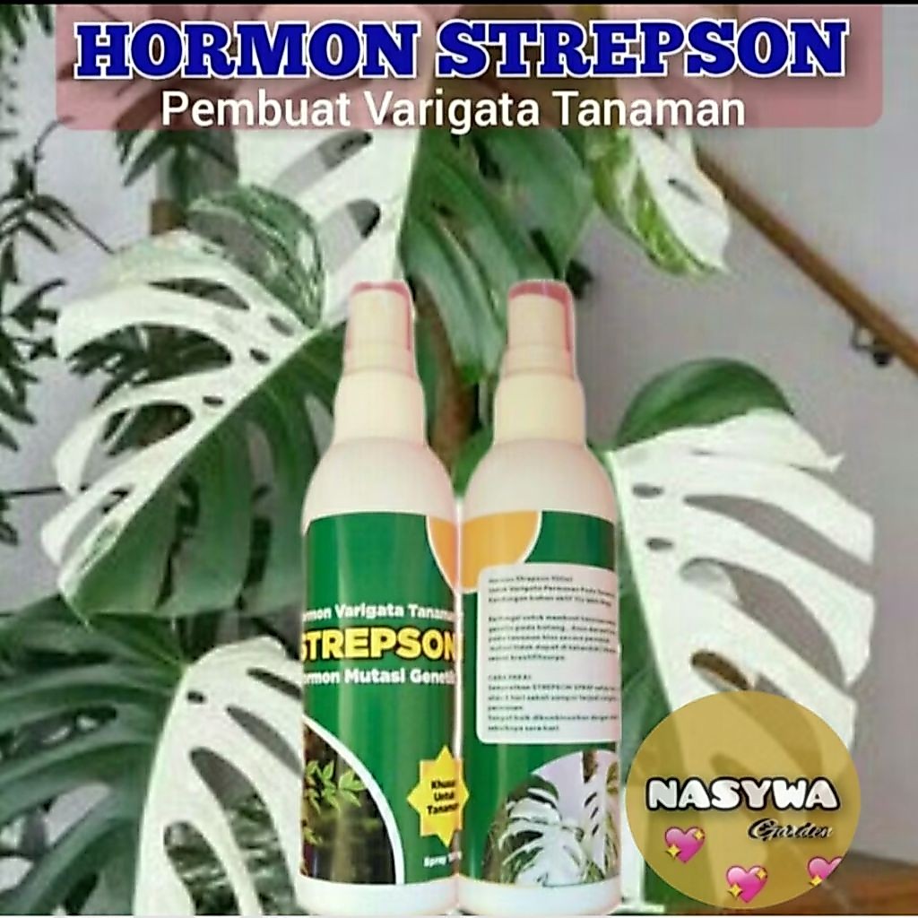 Hormon Strepson 100ml Untuk Varigata Permanen Pada Tanaman Hias