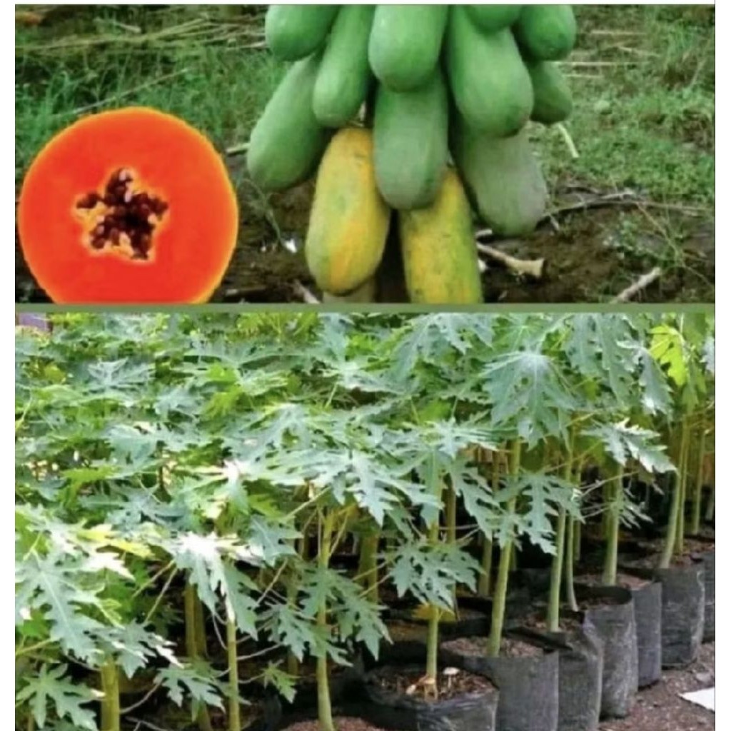 Pohon Pepaya California/ Tanaman Pepaya California/ Pohon Buah Paya