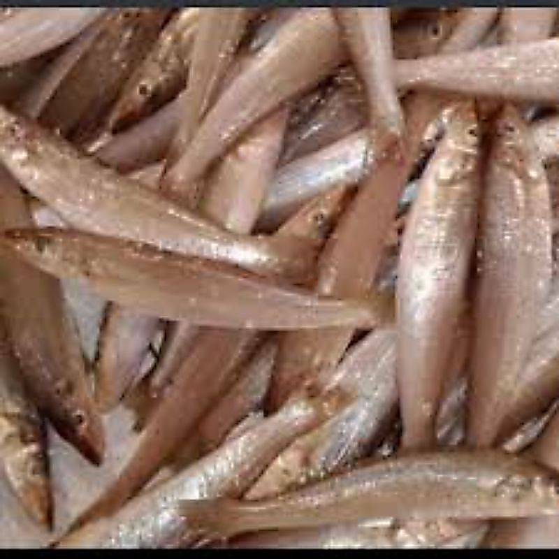 Ikan Kaca Piring ( Rejung )