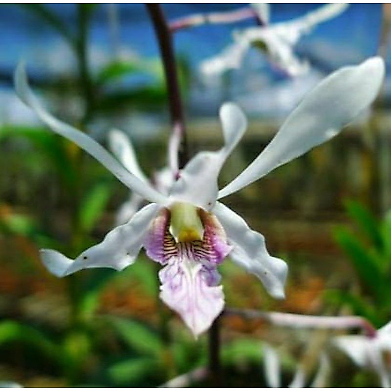 Dendrobium Lineale White Seedling