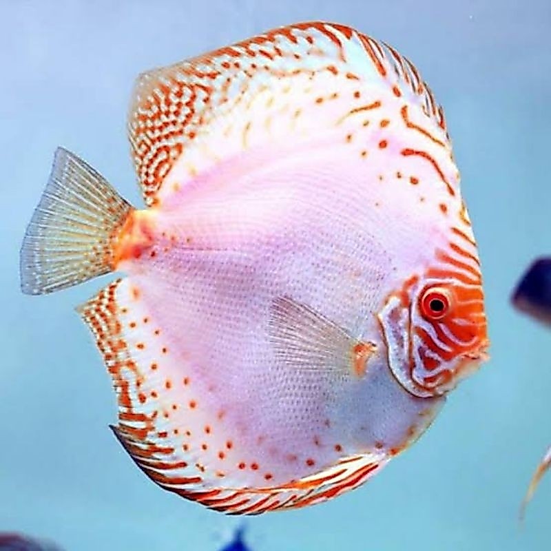 White Butterfly Discus Aquarium