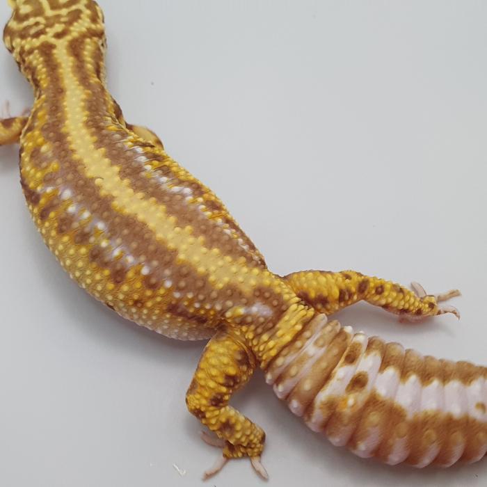 Ready leopard gecko indukan  - jantan