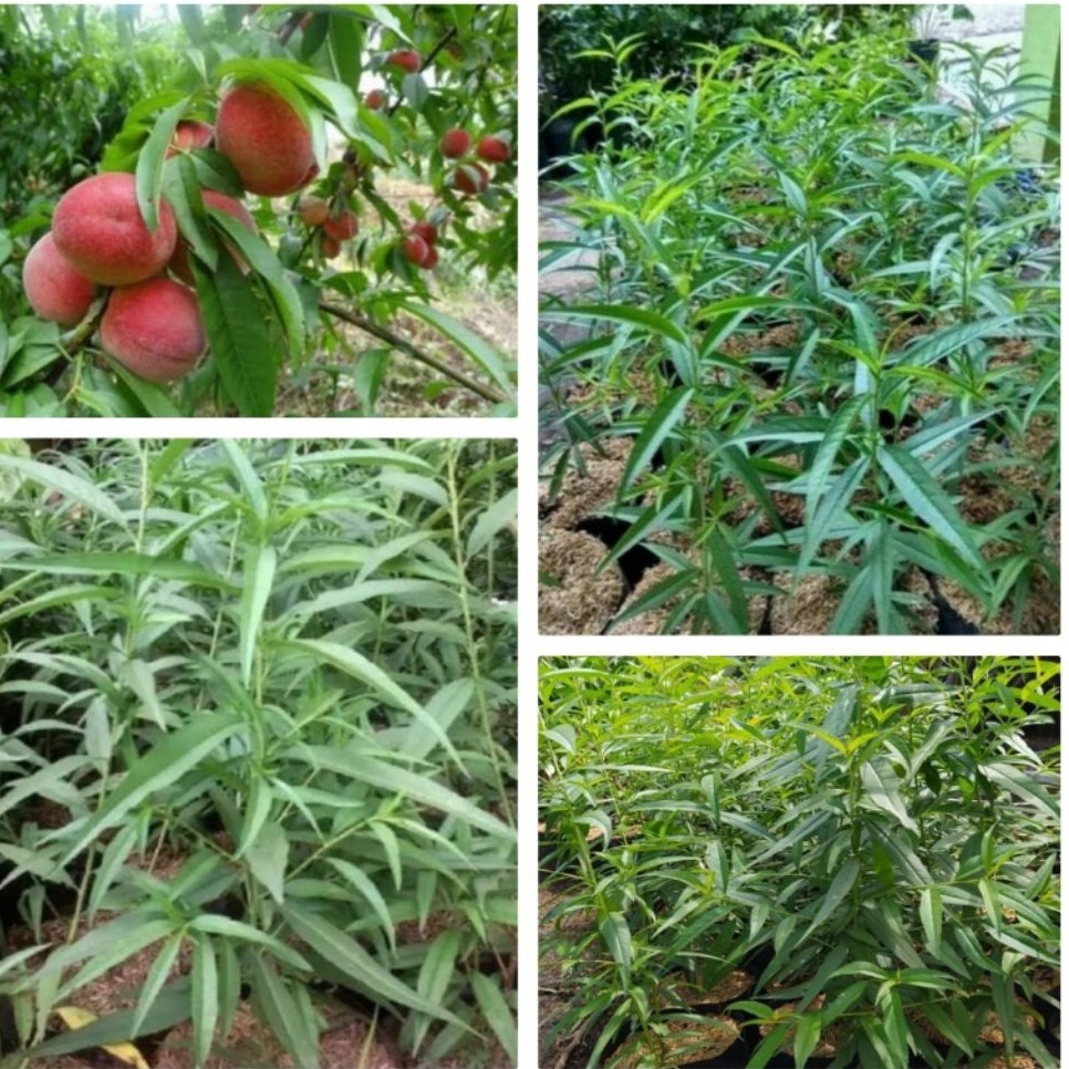 Bibit Buah Persik - Tanaman Buah Persik Asli Berkualitas