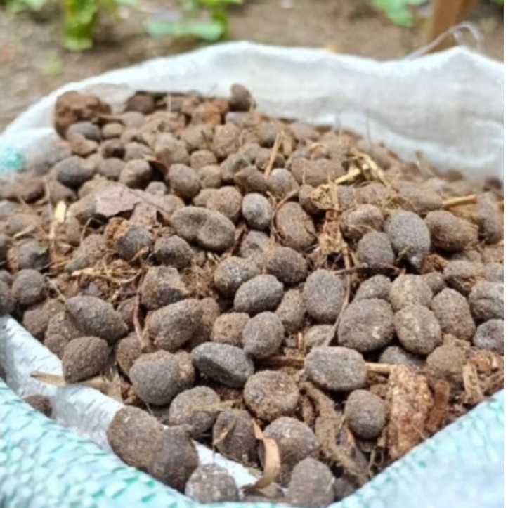 kohe kambing1kg