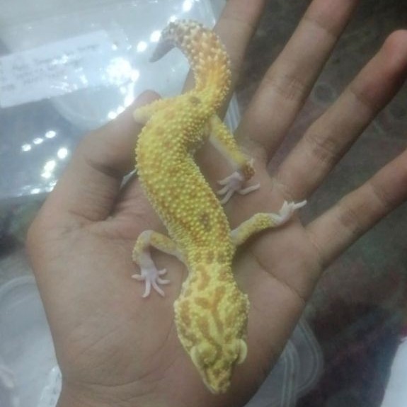 mainan hewan gecko jinak