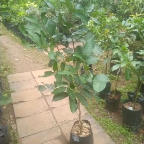 bibit pohon rambutan. binjai dan ropiah