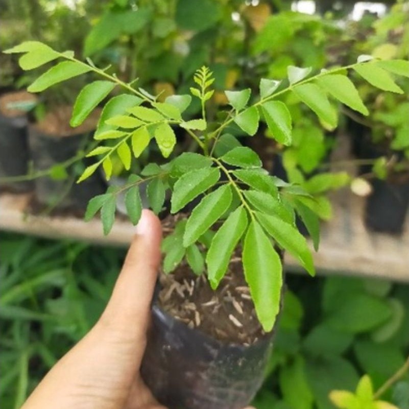 Pohon Salam Koja/ Tanaman Salam Koja/ Daun Kari/ Bibit Pohon Salam Koja/ Pohon Kari