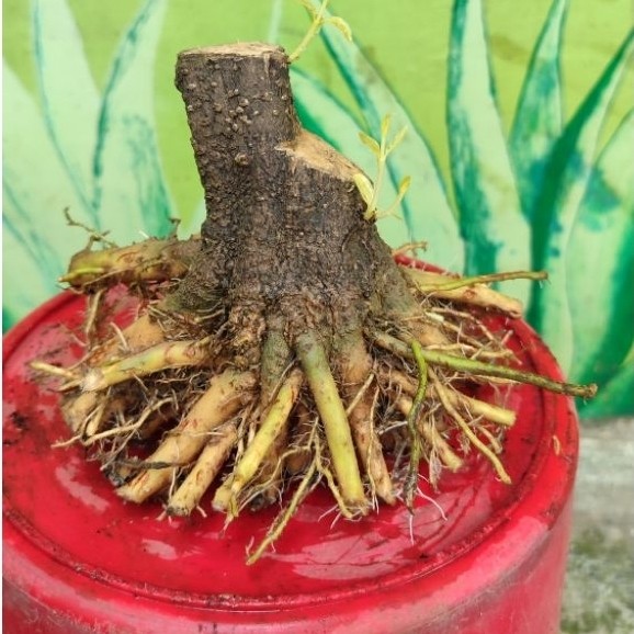 bonsai Anting putri prokar bogel