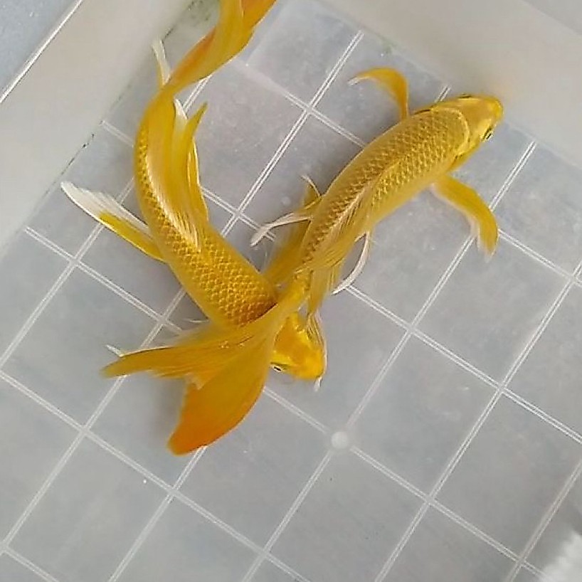 koi yamabuki ogon 20-23 cm prekor berkualitas slayer