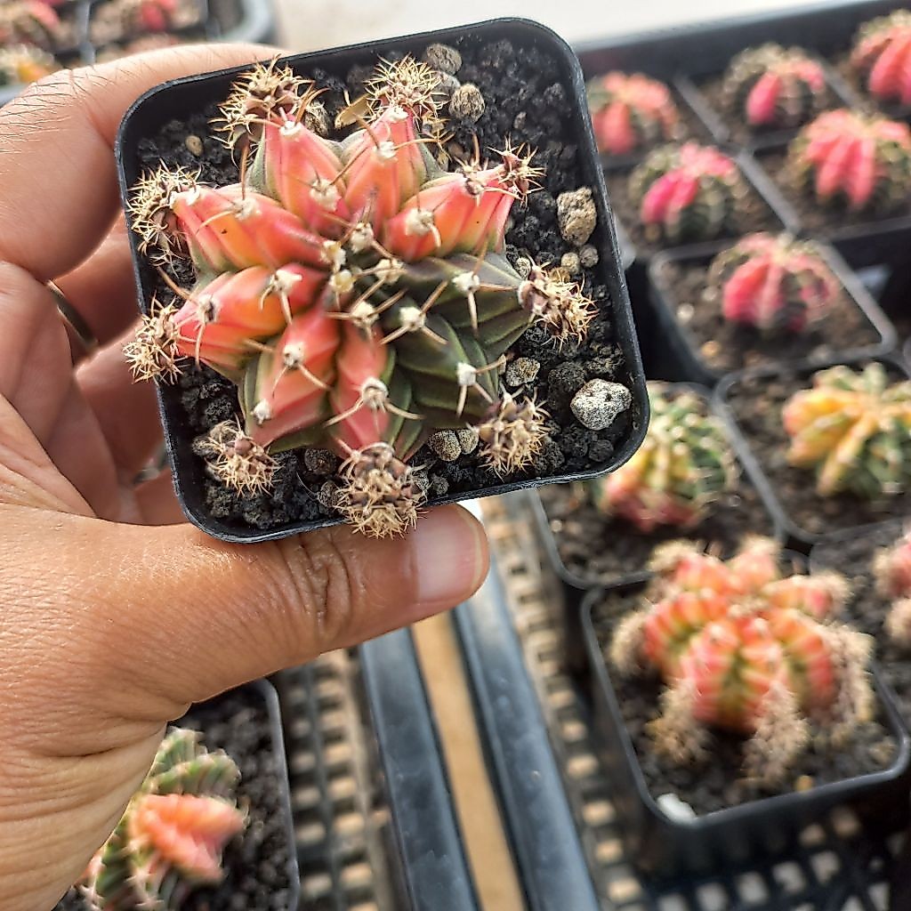 kiya_zona_kaktus Gymno Miha Varigata Multicolor