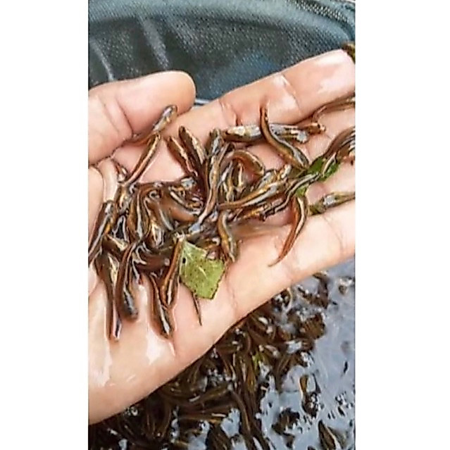 bibit toman Goblin kalimantan paket isi 5 ekor, size 3-6cm, ikan sehat dan kondisi baik