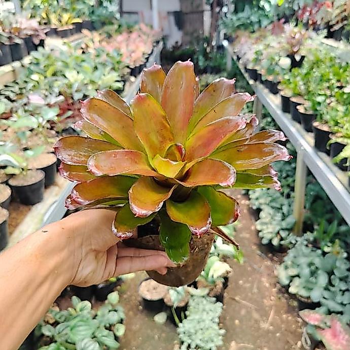 Bromelia mawar merah