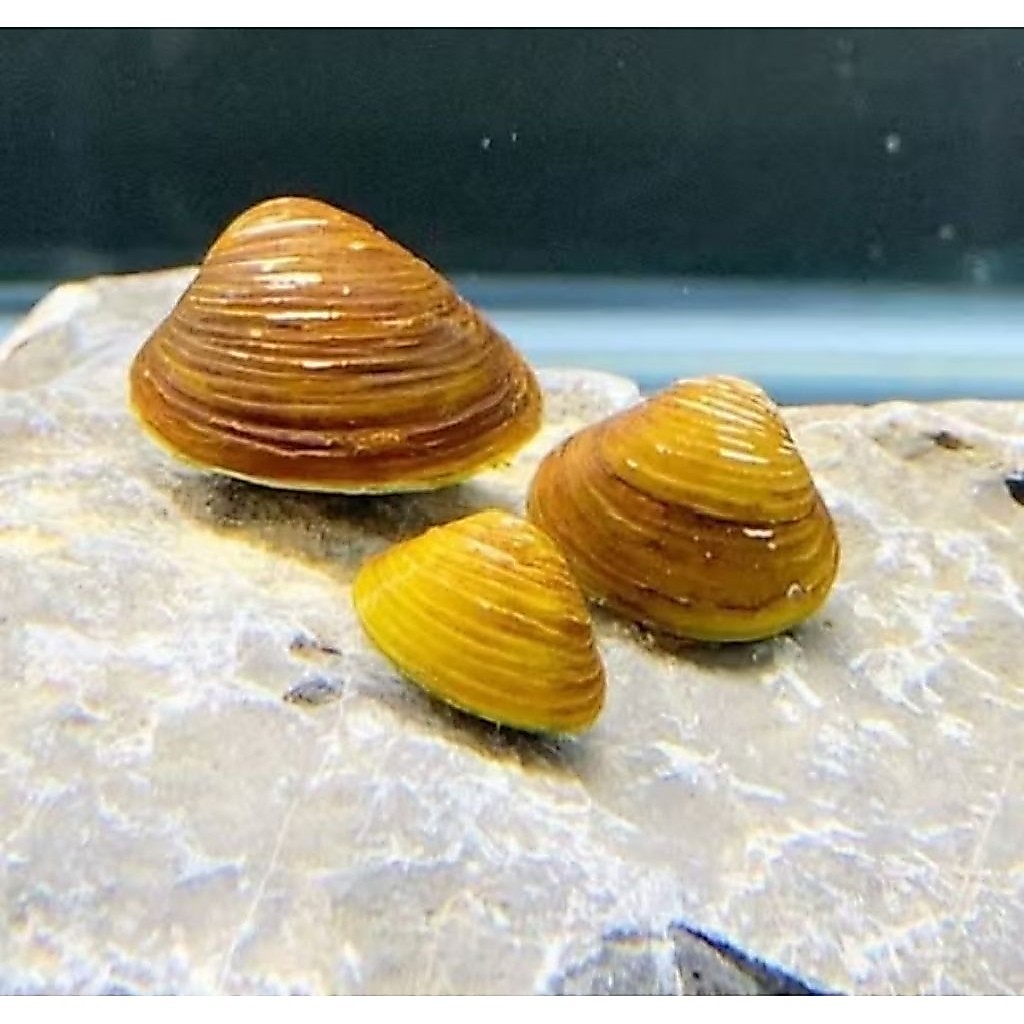 100 pcs KERANG AIR TAWAR/ KERANG MINI/ HIASAN AQUARIUM/REMIS /HAREMIS/LAYA 100 PCS