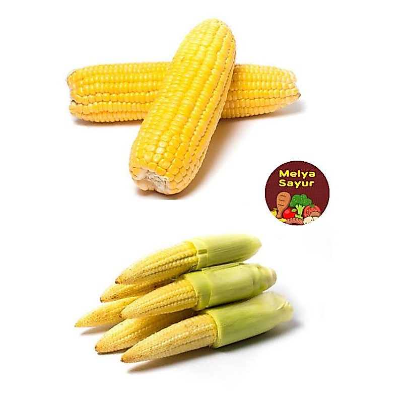 Sayuran segar - Jagung manis / Jagung muda - melyasayur