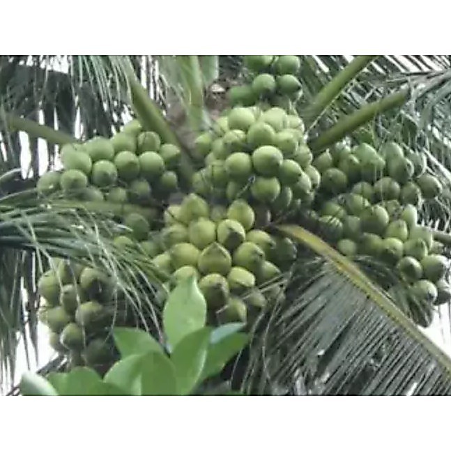 Bibit Kelapa Genjah Entok / Entog