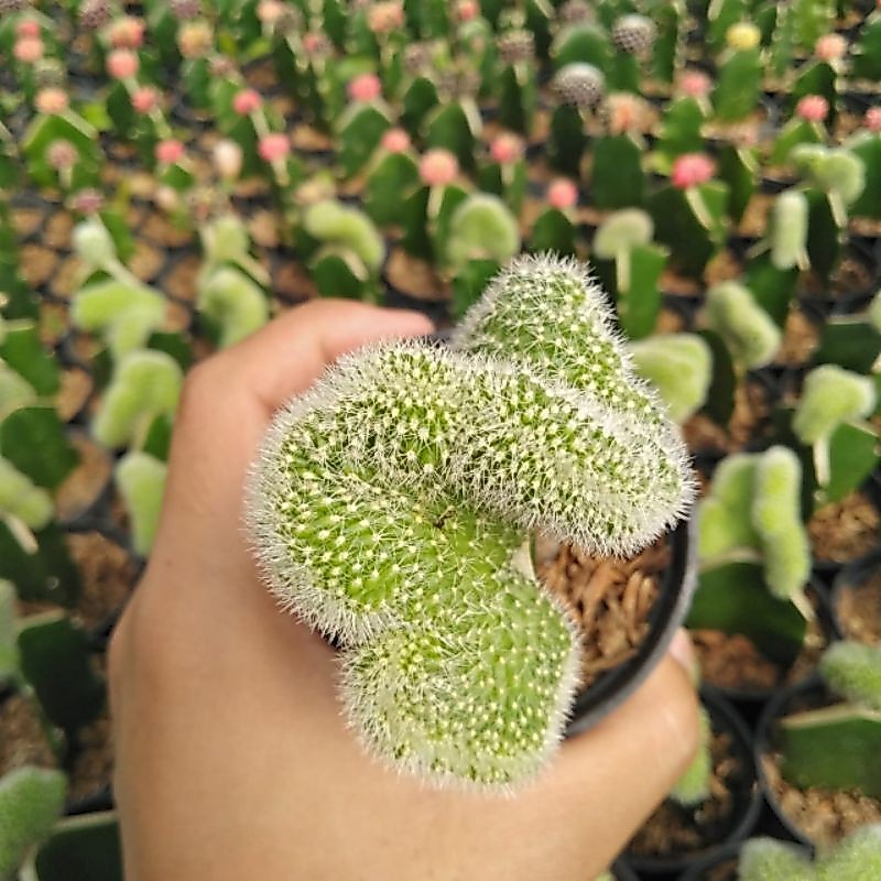 kaktus chamaecereus cristata