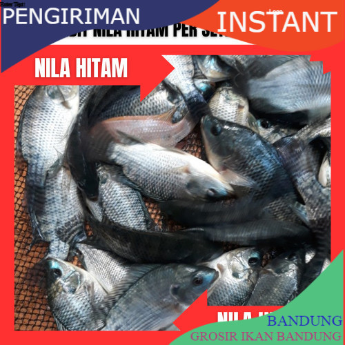 bibit/benih ikan nila hitam per setengah kg
