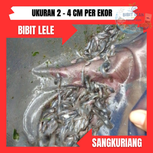 bibit ikan lele sangkuriang ukuran 2 - 4cm per ekor