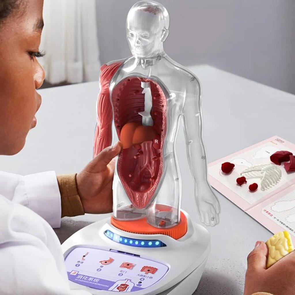 Human Body Model for Kids Teaching Play Set Science Learning Toy Human Body Kits Toy Teaching Materi
