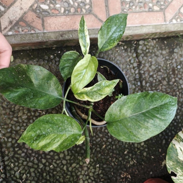 epipremnum sp hanoman