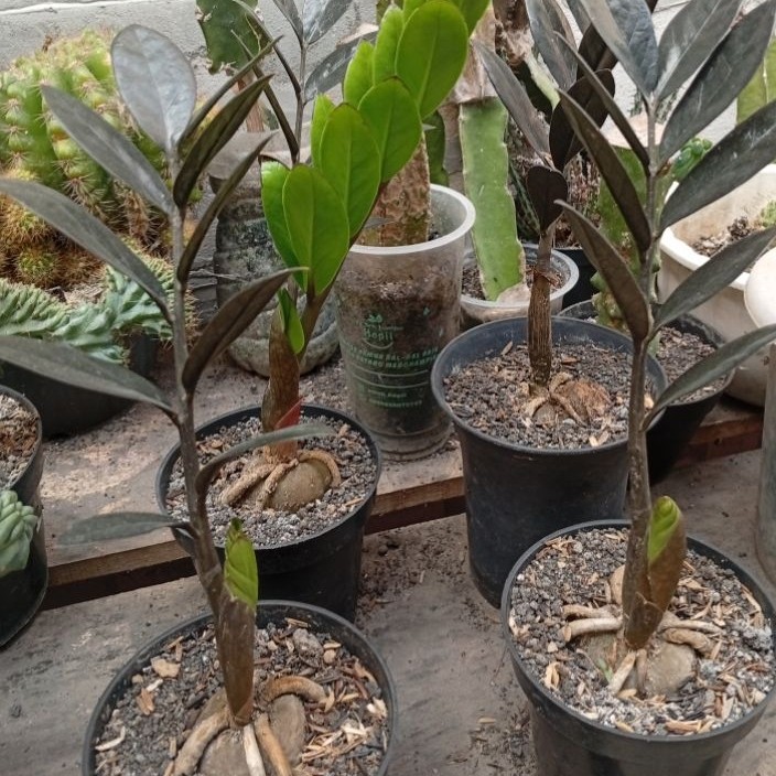 zamia black raven