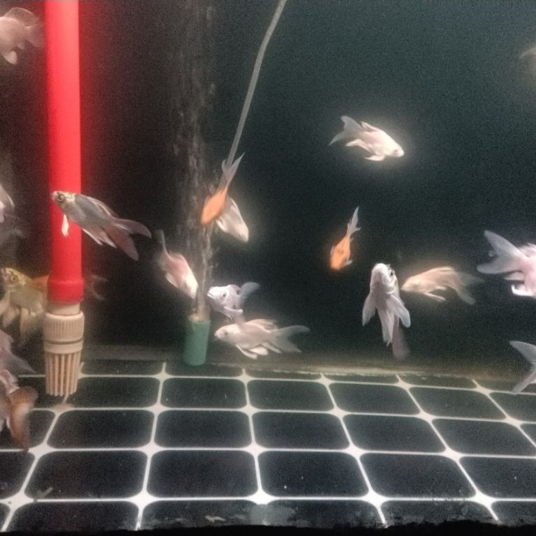 koi Hideolong butterfly grade a gondrong