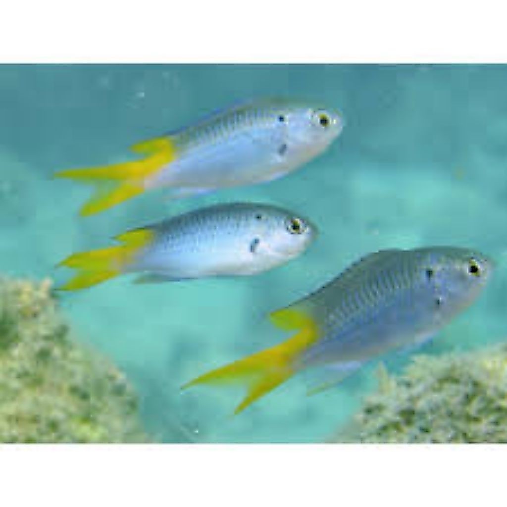 ikan betok ekor kuning